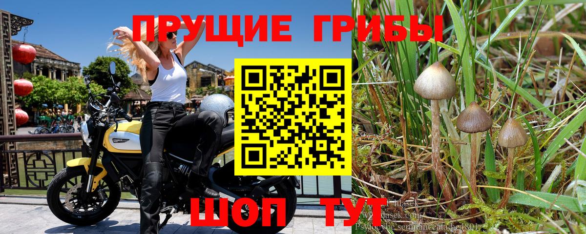 Усть-Илимск  Псилоцибиновые грибы Psilocybe  где продают наркотики  Вход с VPN 